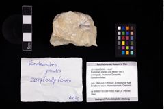 Foto (Objekt + Etikett) von Eodromites grandis (von Meyer, 1857)  (NHMW-GEO-2017-0089-0040)